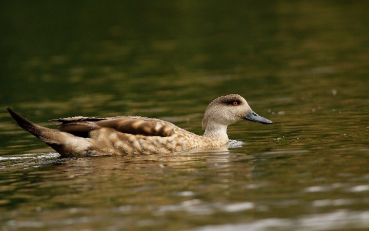 Crested Duck - Julio Recordon