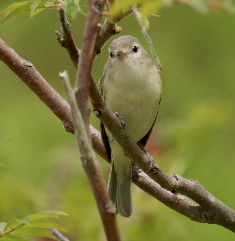 Warbling Vireo - ML453319941