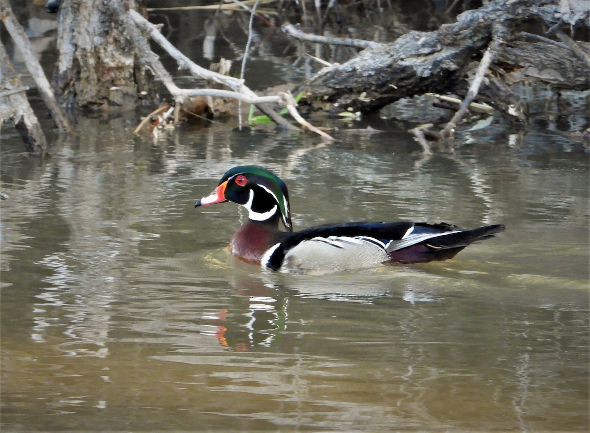 Wood Duck - ML453320601
