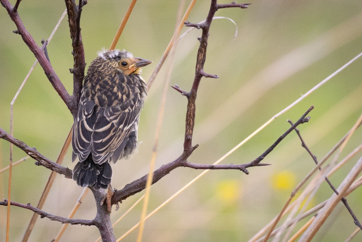 Red-winged Blackbird - ML453321911