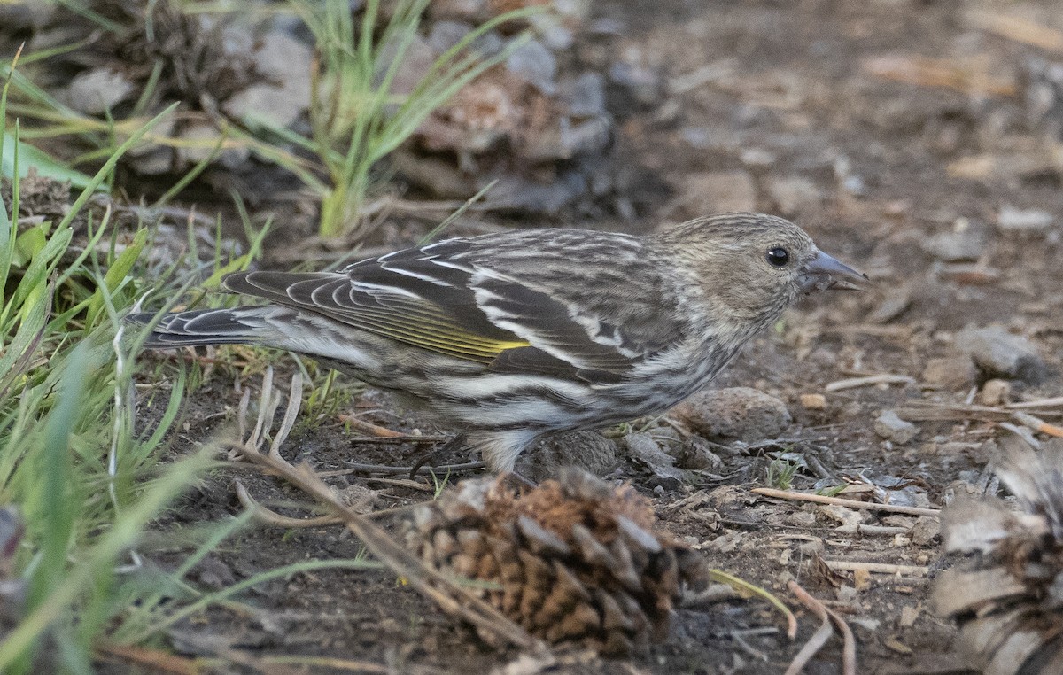 Pine Siskin - ML453325281