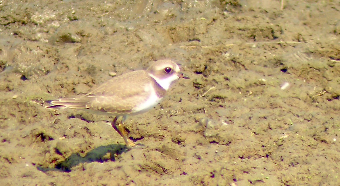 Semipalmated Plover - ML453325771