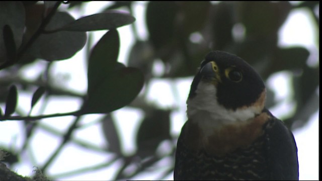 Orange-breasted Falcon - ML453326