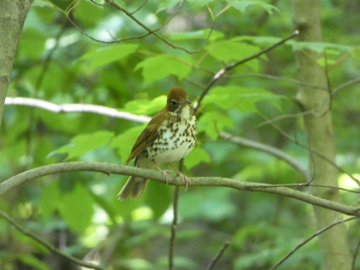 Wood Thrush - ML453326301