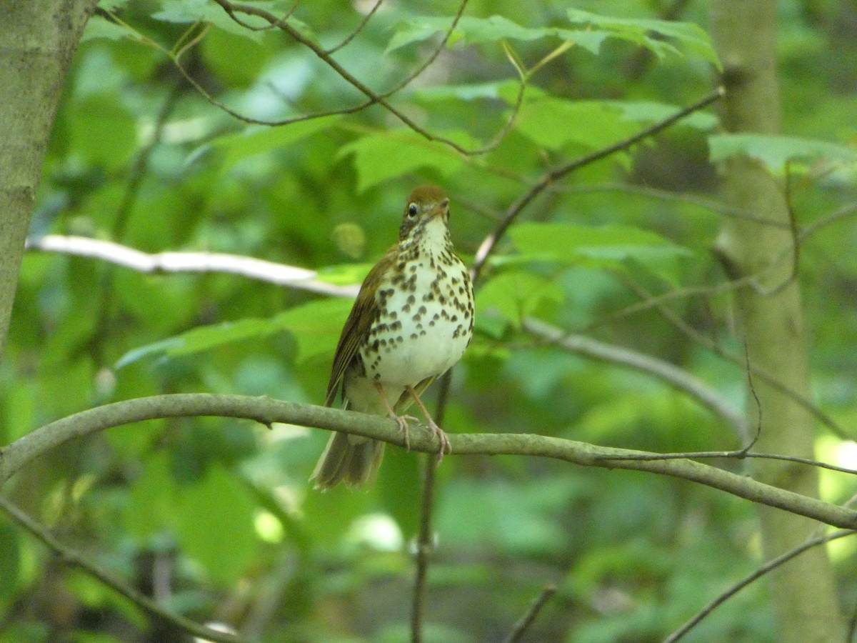 Wood Thrush - ML453326331