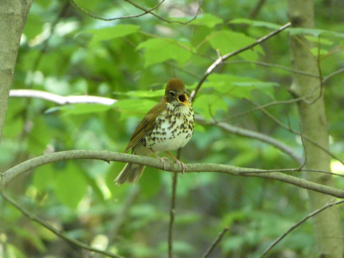 Wood Thrush - ML453326351