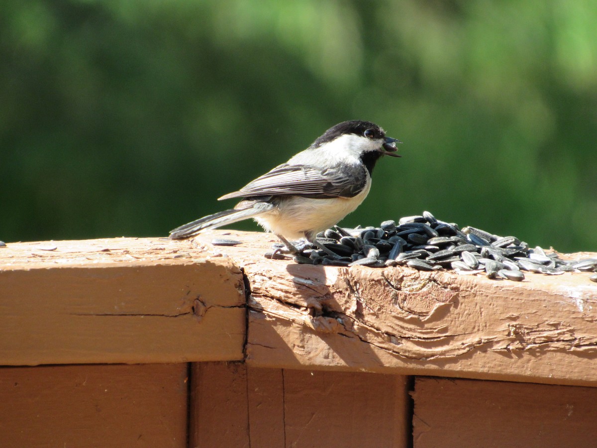 Black-capped Chickadee - ML453326871