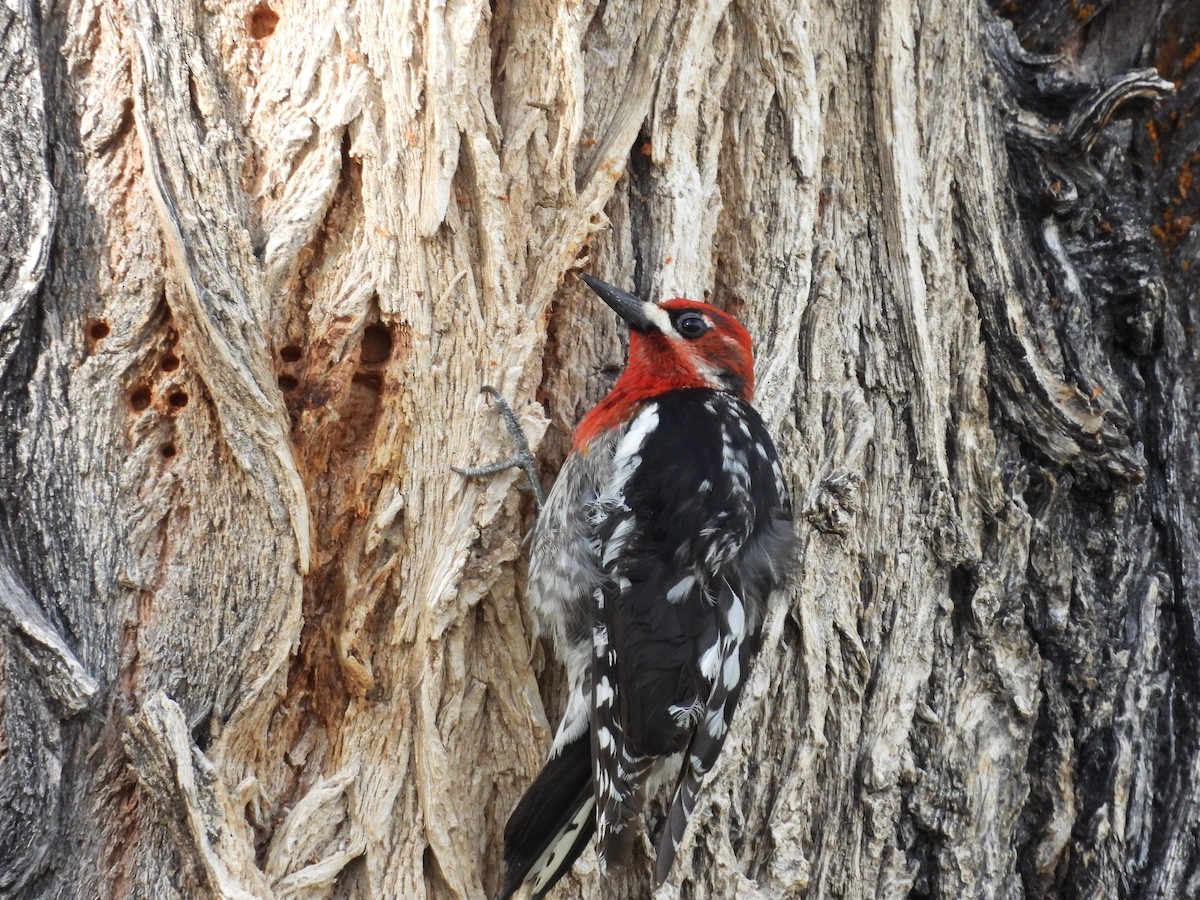 Red-breasted Sapsucker - ML453328691