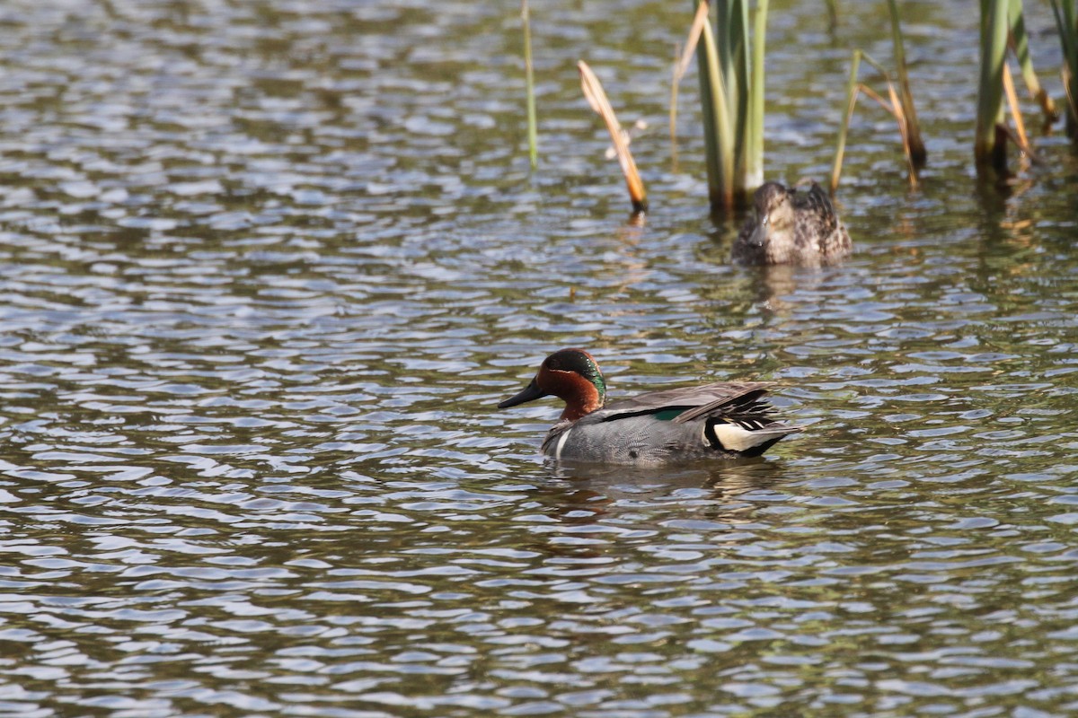 Green-winged Teal - Andrew Thomas 🦅🪶