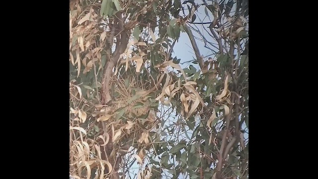 stříbrozobka zpěvná - ML453334041