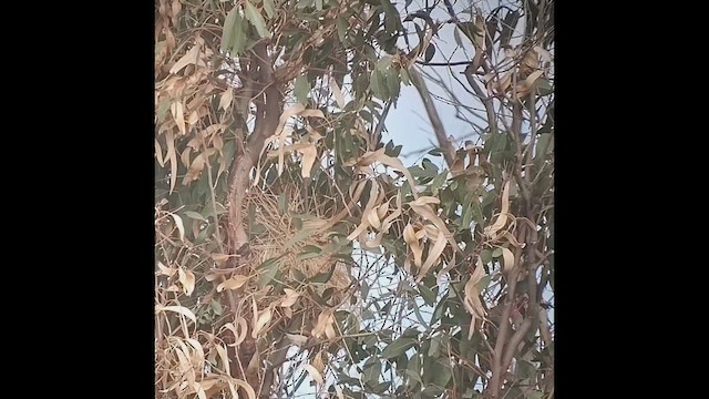 stříbrozobka zpěvná - ML453334081