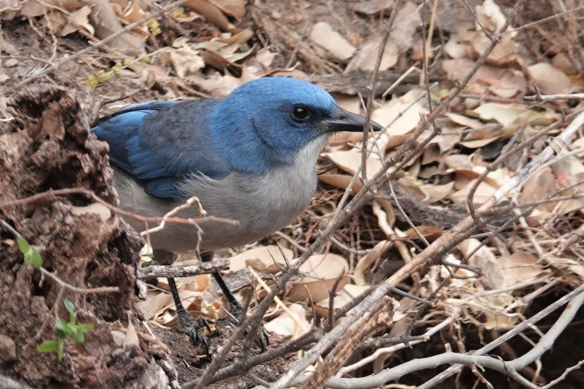 Mexican Jay (Couch's) - ML453334201