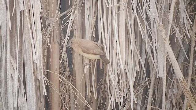 stříbrozobka zpěvná - ML453335411