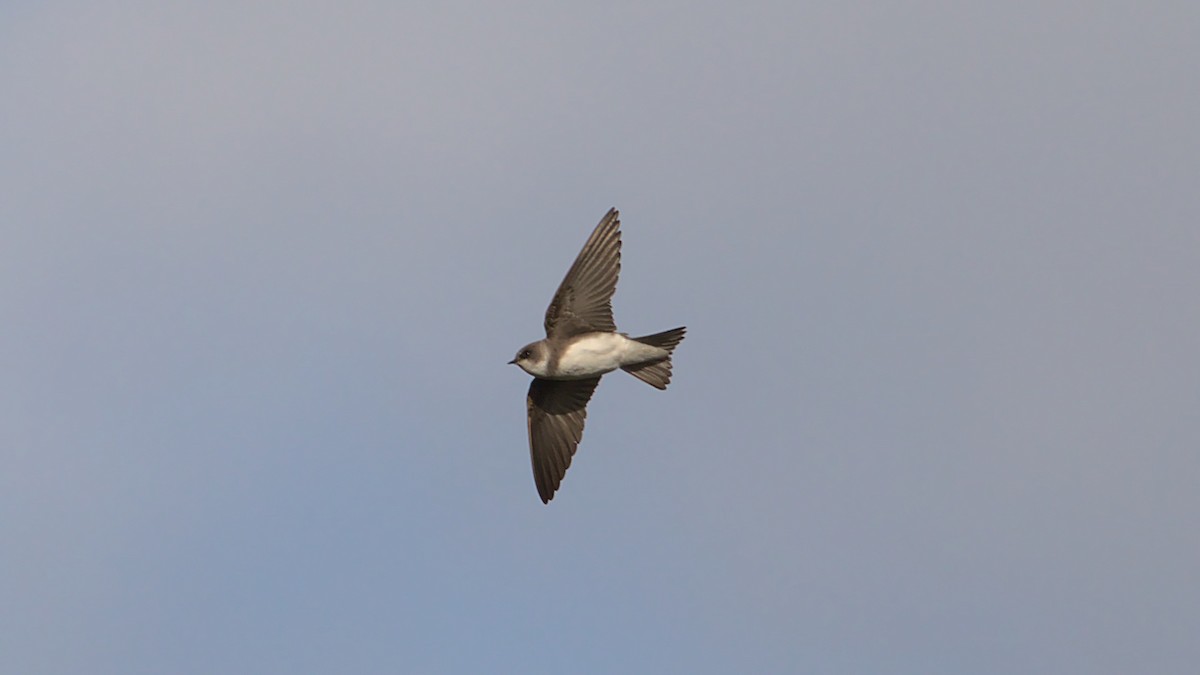 Bank Swallow - ML453336551