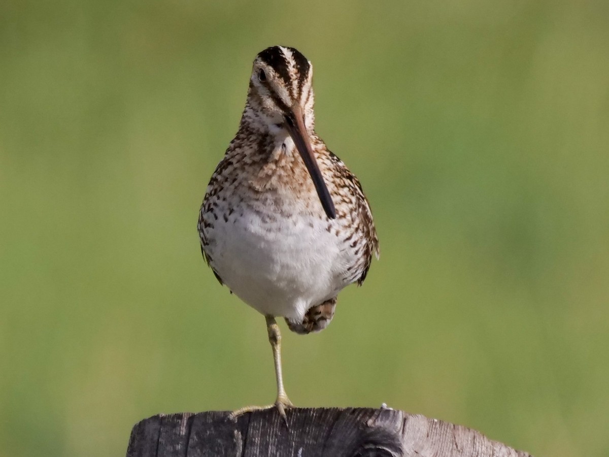 Wilson's Snipe - ML453336791