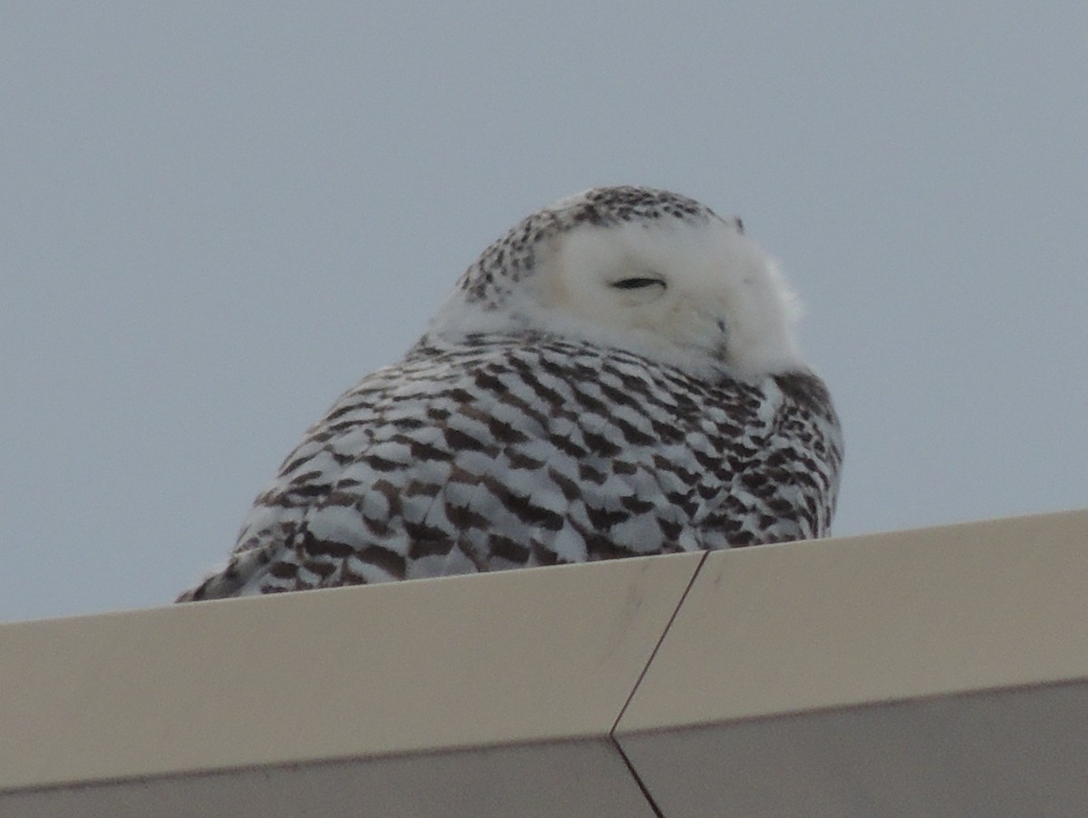 Snowy Owl - ML45333691