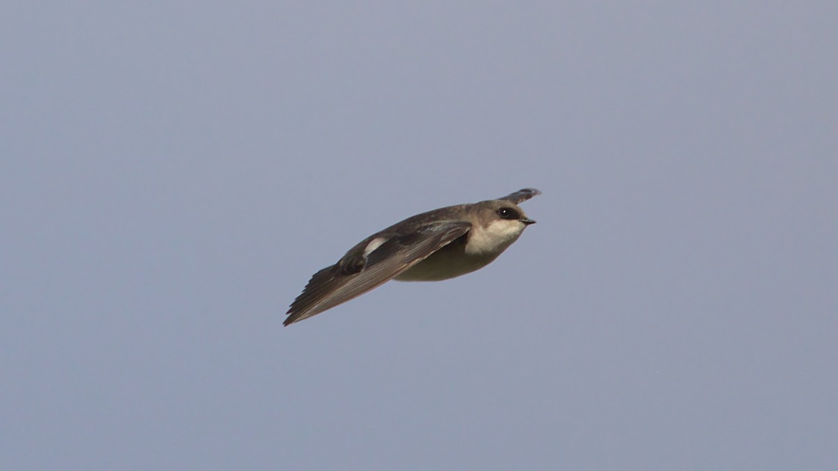 Tree Swallow - James Zuelow