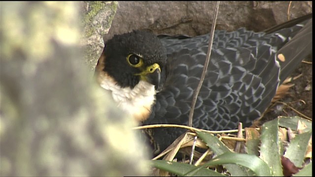 Orange-breasted Falcon - ML453337