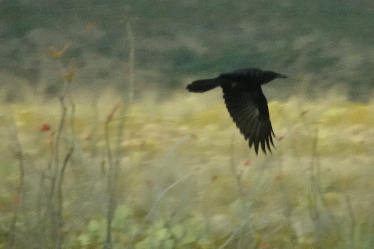 Common Raven - ML453337581