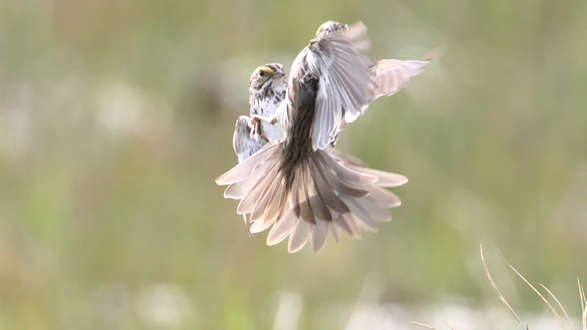 Savannah Sparrow - James Zuelow