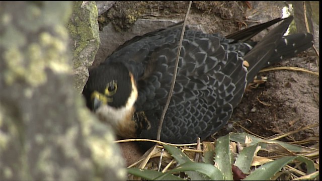 Orange-breasted Falcon - ML453338