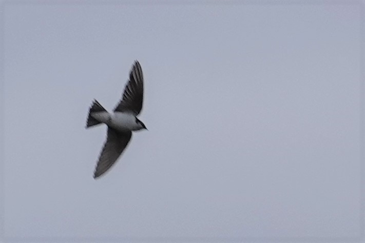 Violet-green Swallow - ML453338271