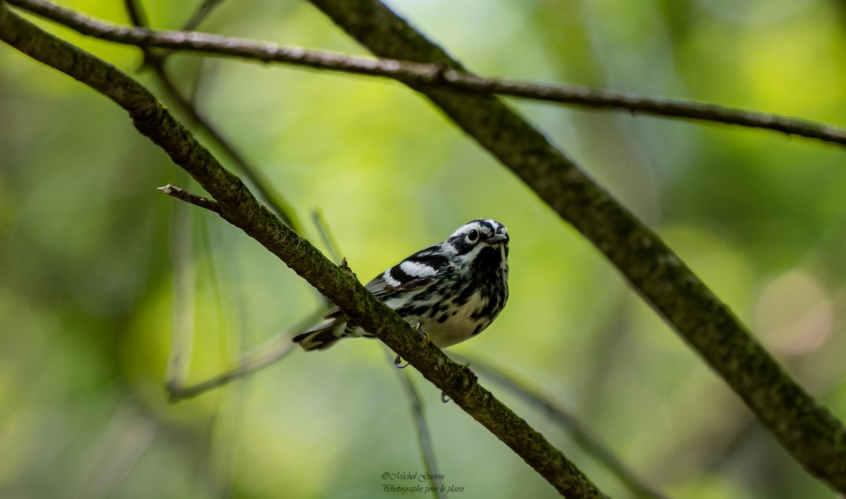 Black-and-white Warbler - ML453339441