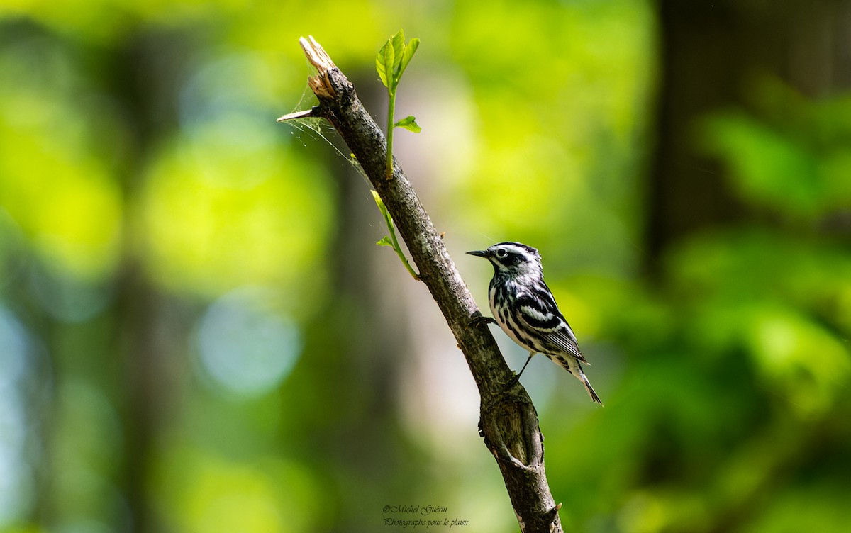 Black-and-white Warbler - ML453339451