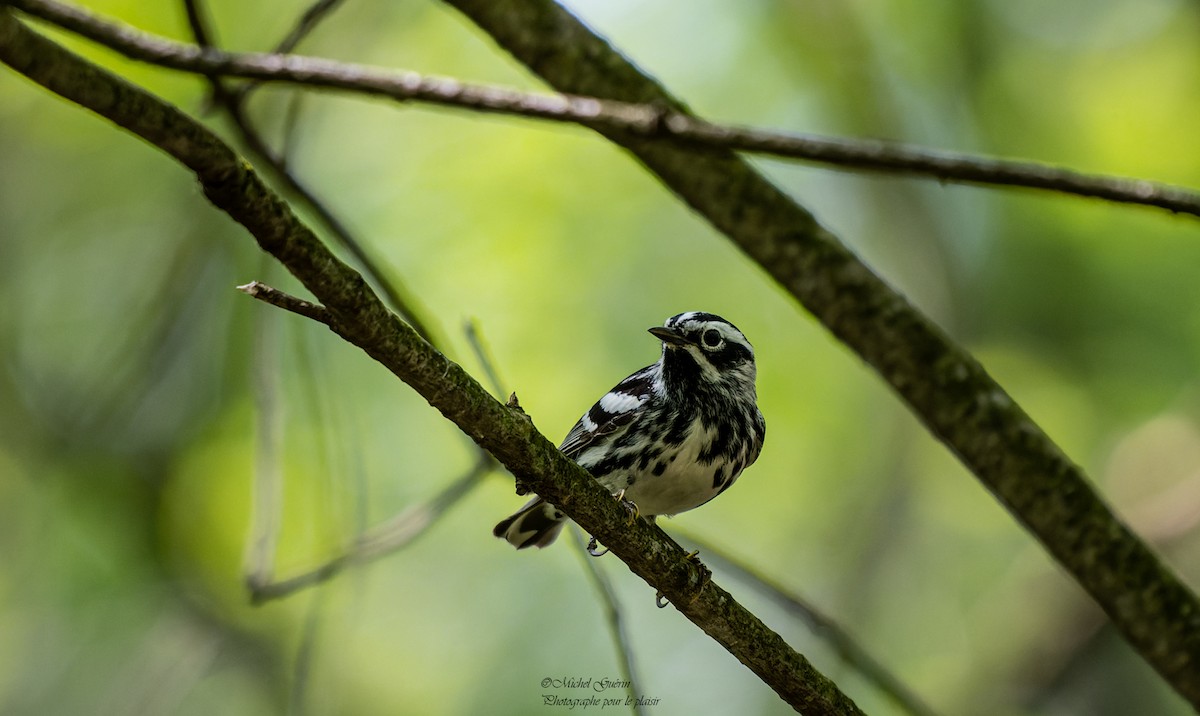 Black-and-white Warbler - ML453339461