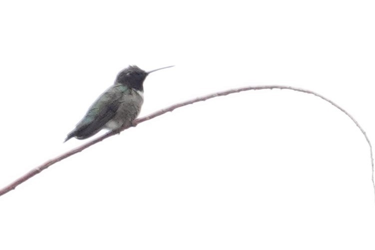 Black-chinned Hummingbird - ML453340281
