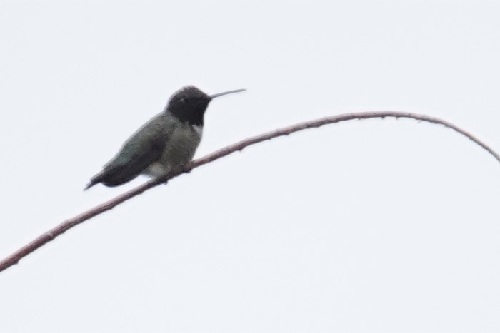 Black-chinned Hummingbird - ML453340291