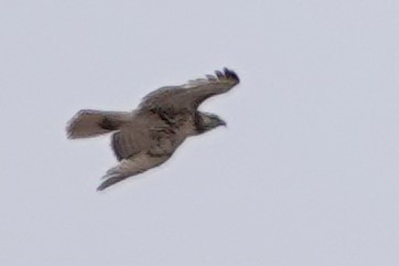 Red-tailed Hawk - ML453341661