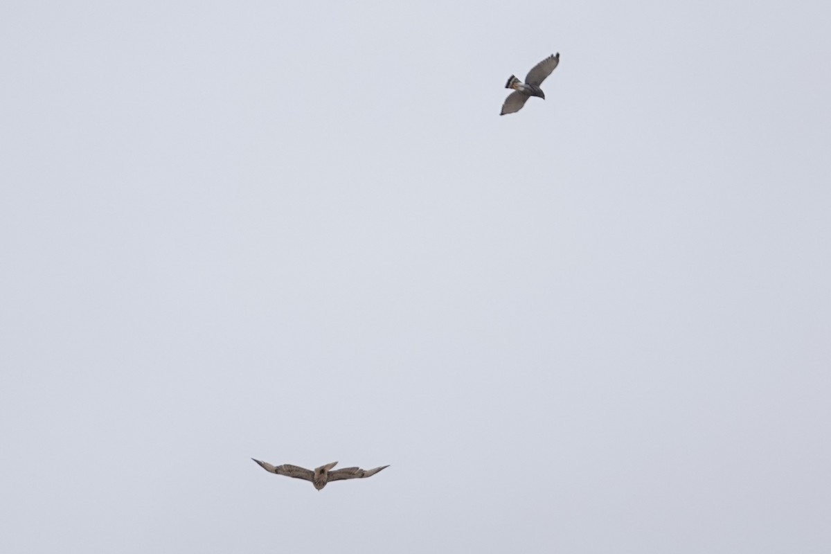 Red-tailed Hawk - ML453341671