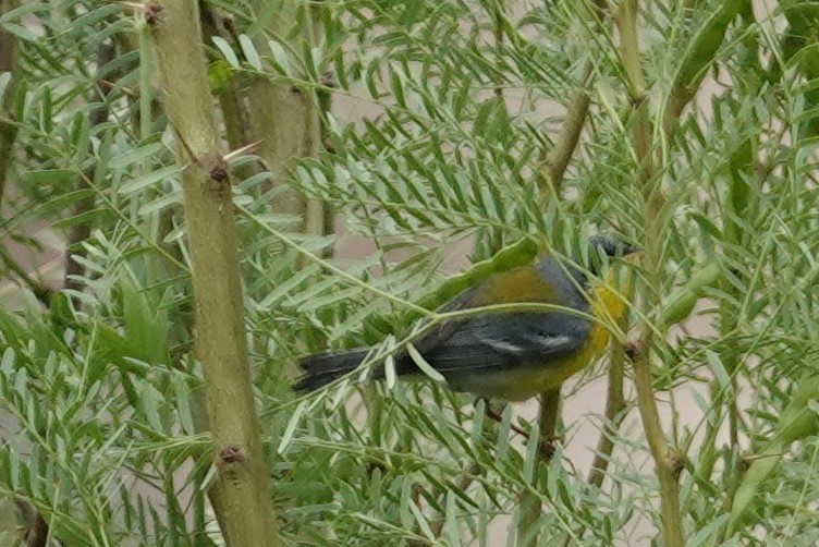 Tropical Parula - ML453341881