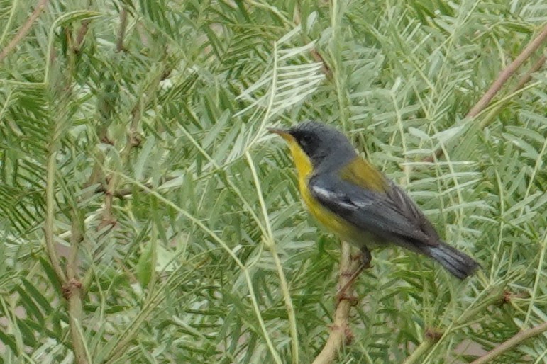 Tropical Parula - ML453341891