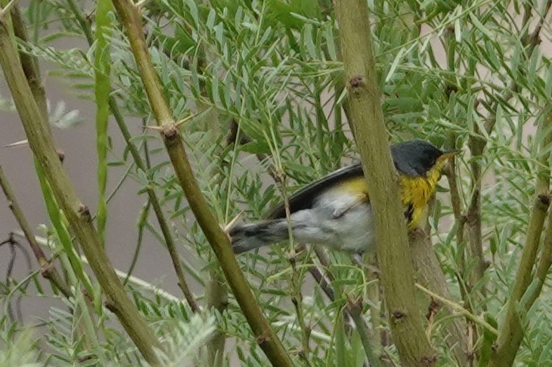 Tropical Parula - ML453341901