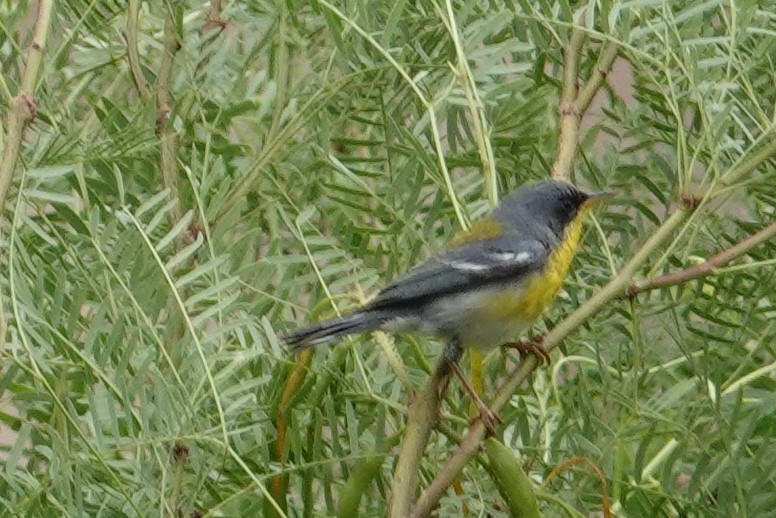 Tropical Parula - ML453341911