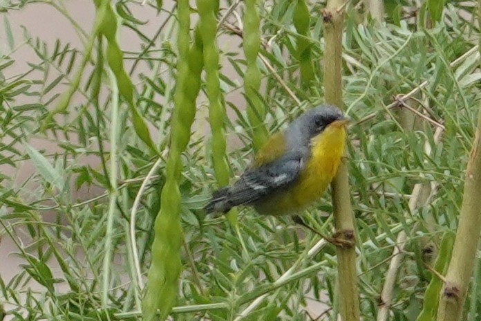 Tropical Parula - ML453341921