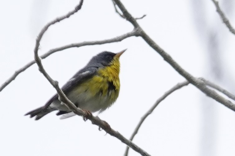 Tropical Parula - ML453341931