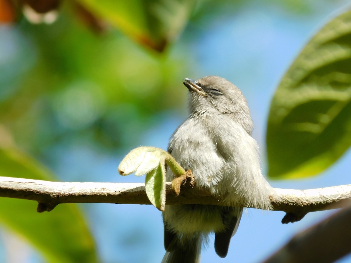 Bushtit (Pacific) - ML453342551