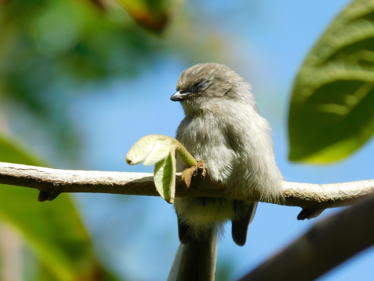 Bushtit (Pacific) - ML453342601