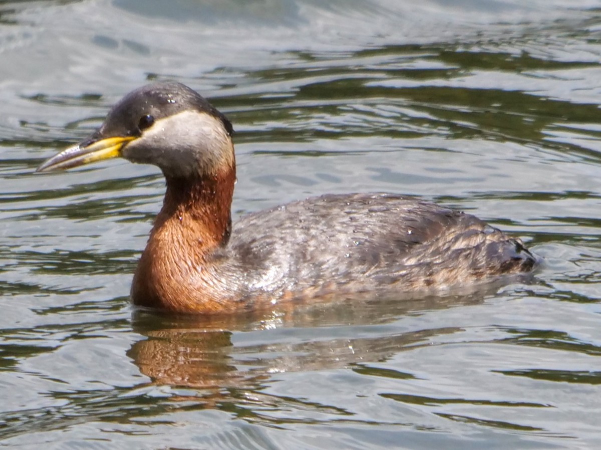 Red-necked Grebe - ML453343311