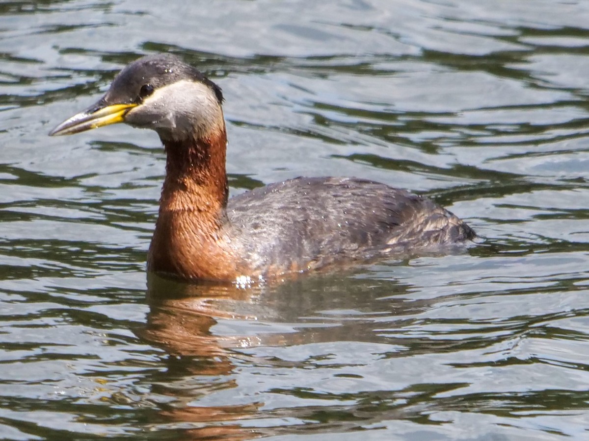 Red-necked Grebe - ML453343321