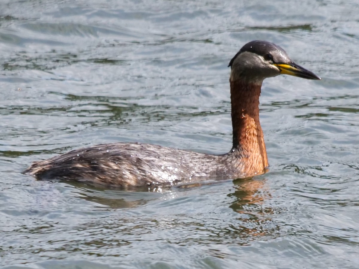 Red-necked Grebe - ML453343341