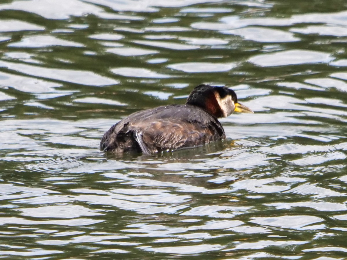 Red-necked Grebe - ML453343351