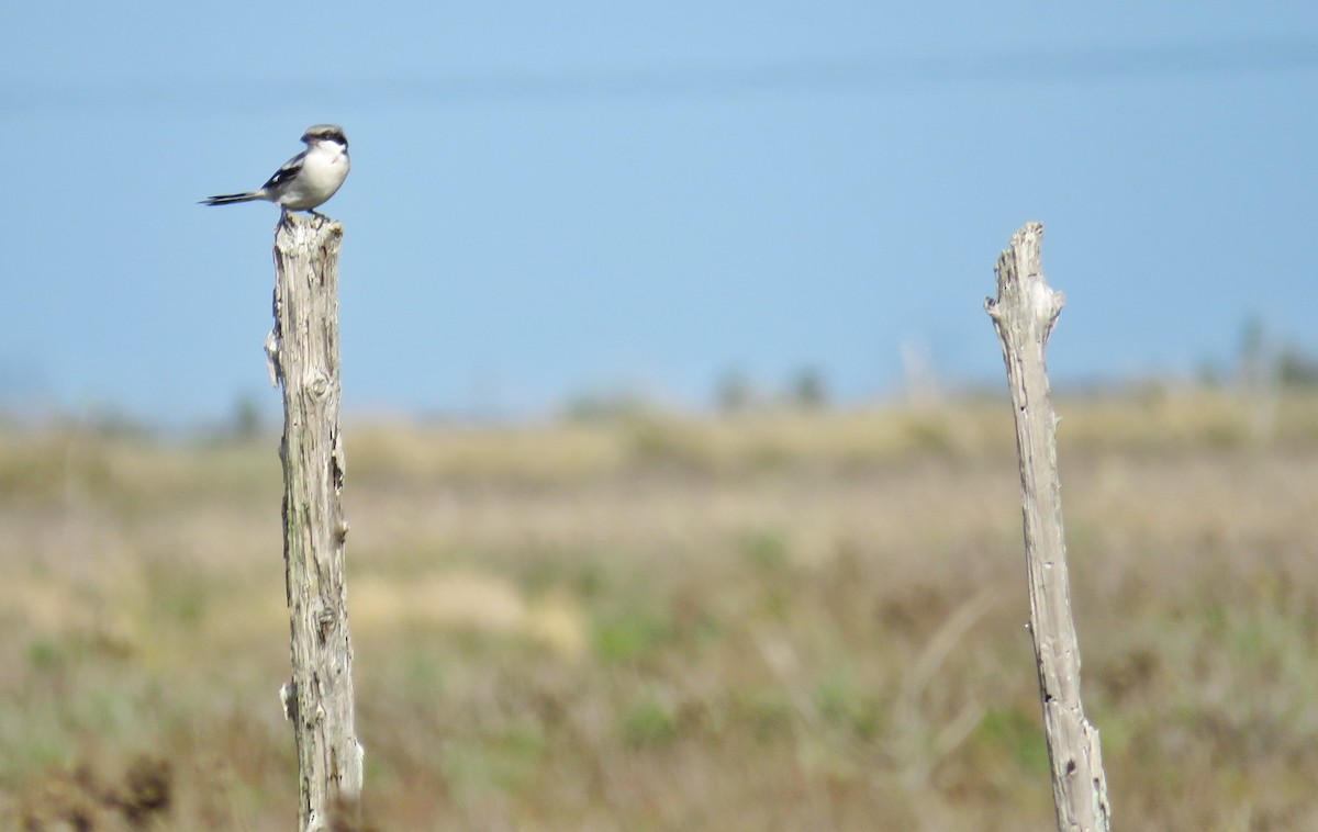 Pie-grièche migratrice - ML45334581