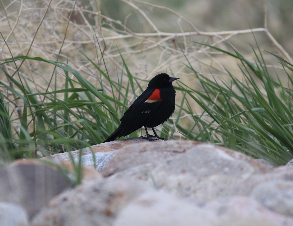 Red-winged Blackbird - Matt Yawney