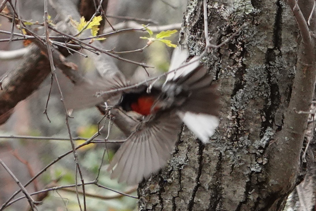 Painted Redstart - Jeffrey Turner