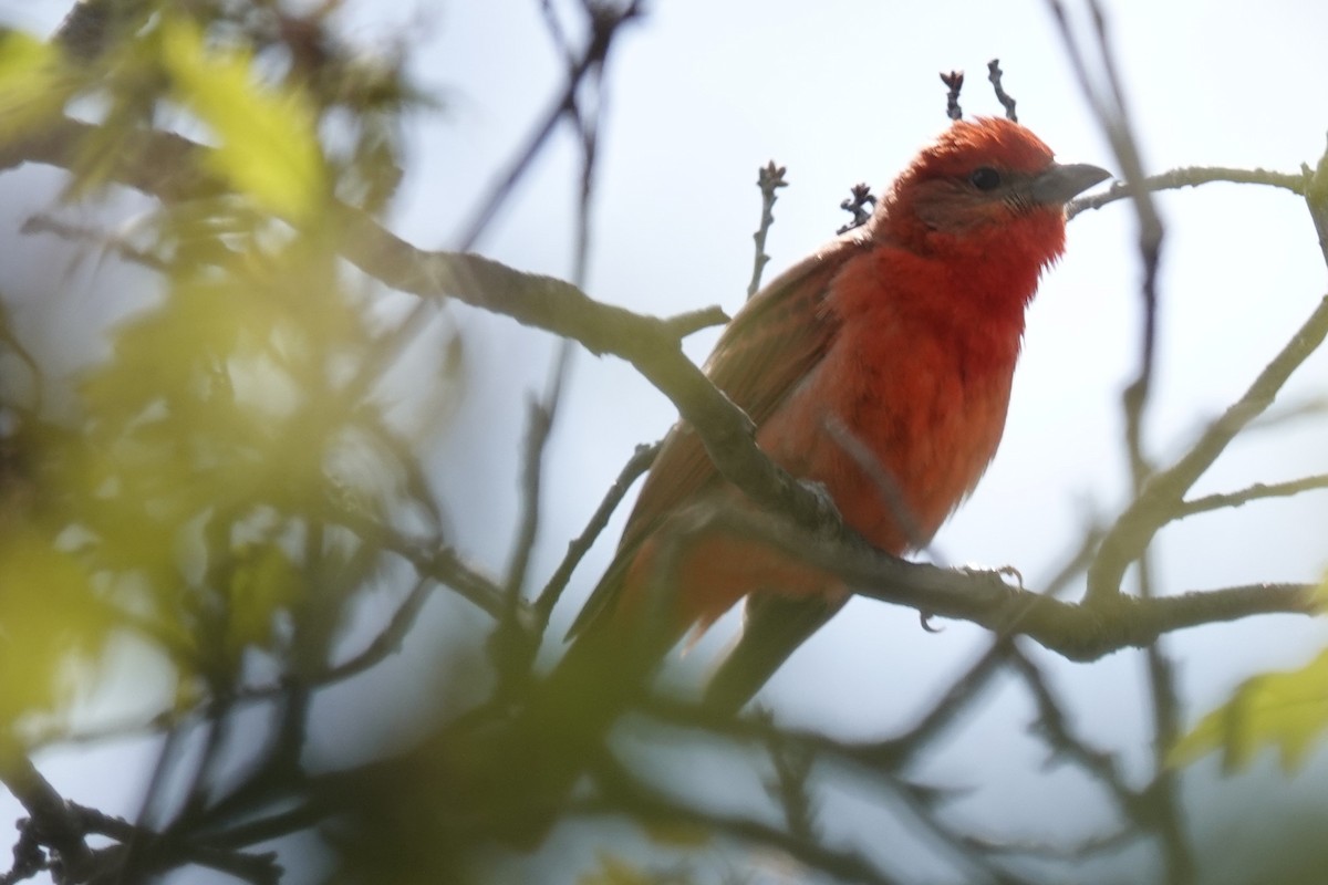 Hepatic Tanager - ML453348211