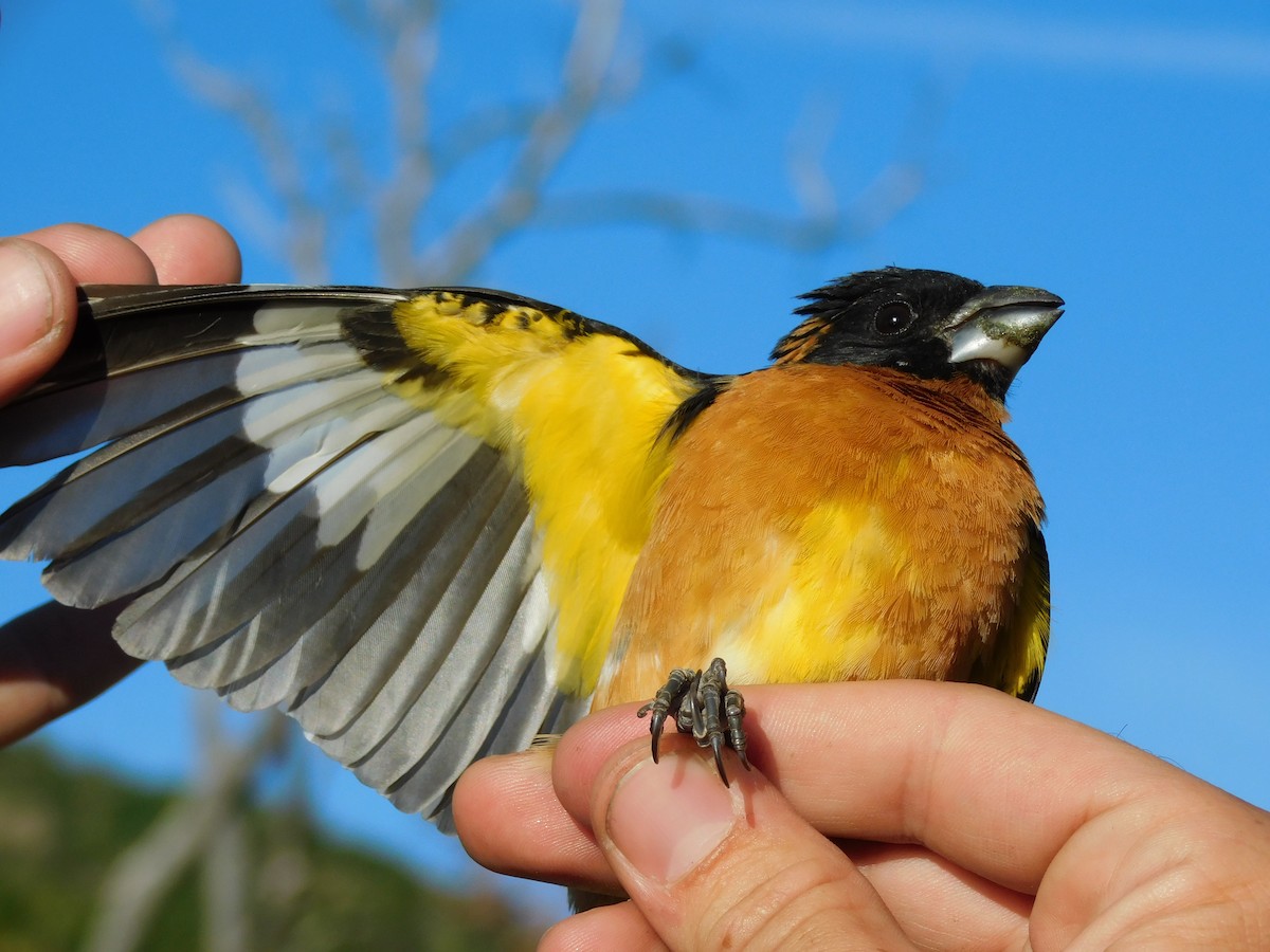 Black-headed Grosbeak - ML453348621